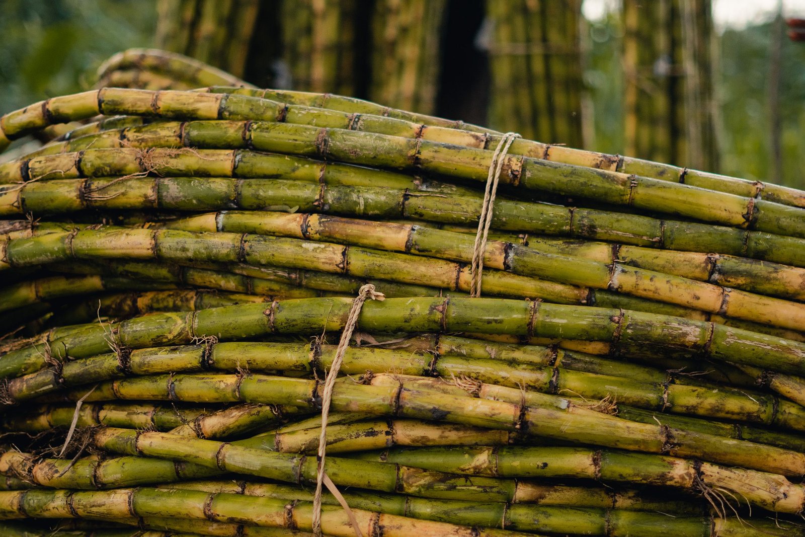 How Sugar Reshaped Puerto Rico’s Rivers