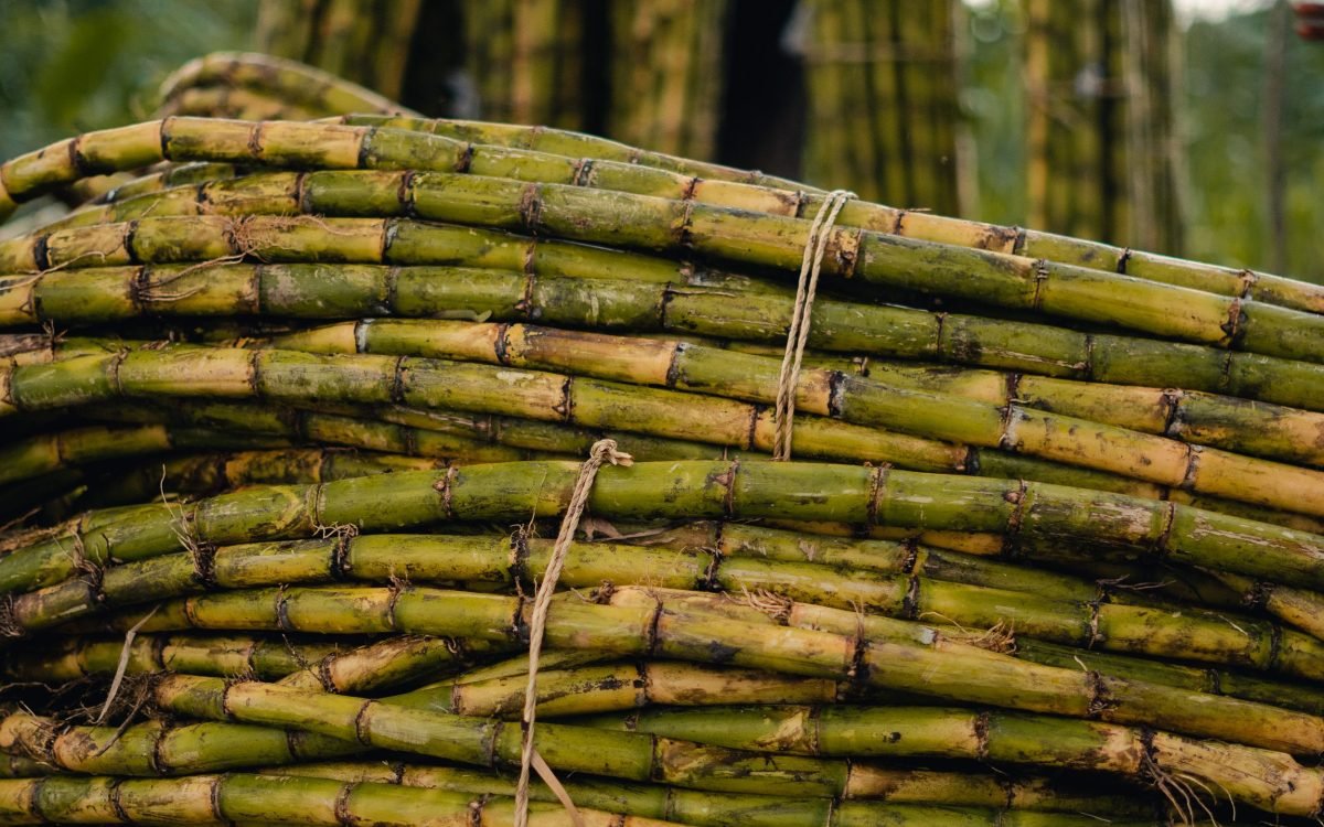 How Sugar Reshaped Puerto Rico’s Rivers